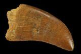 Serrated, Juvenile Carcharodontosaurus Tooth - Morocco #140678-1